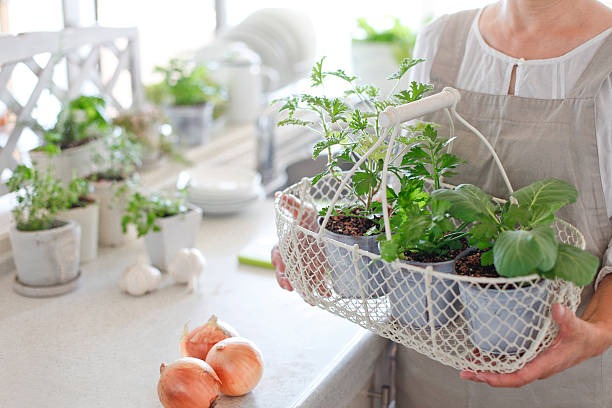 Wellness Grown Wild Unleashing Nature’s Healing Power
